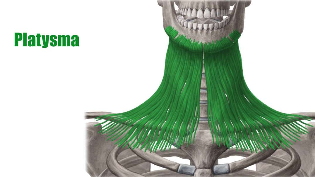 Platysma