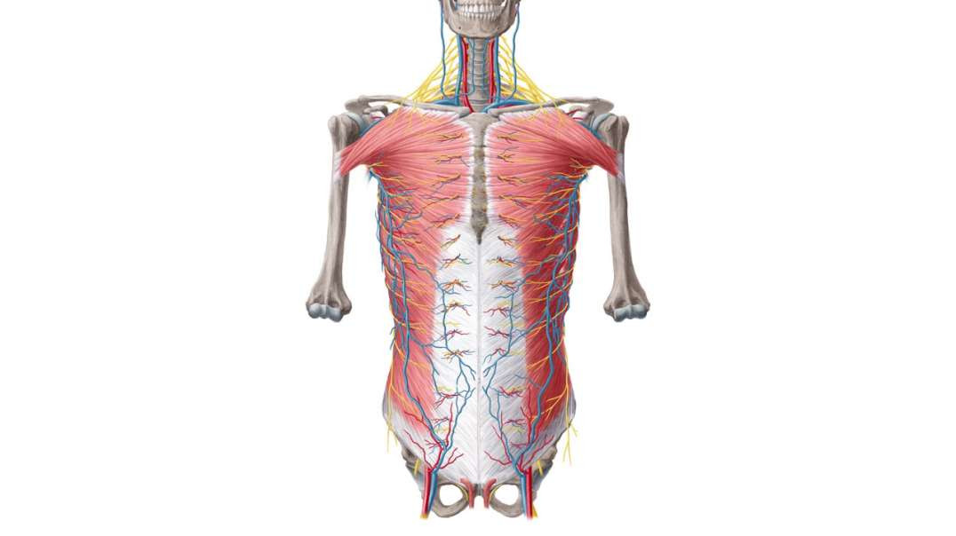 Neurovasculature of the ventral trunk