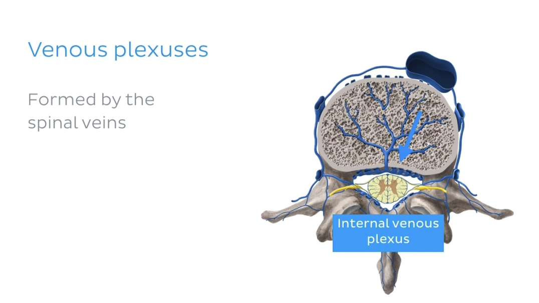 Veins of the vertebral column