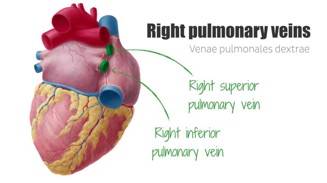 Left and right pulmonary veins