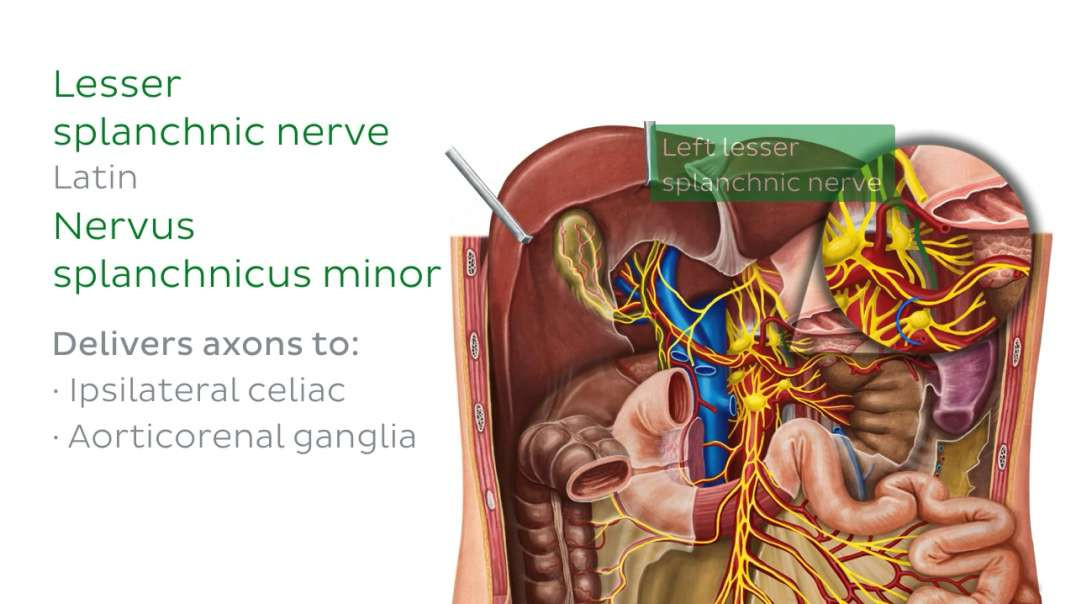 Innervation of the small intestine
