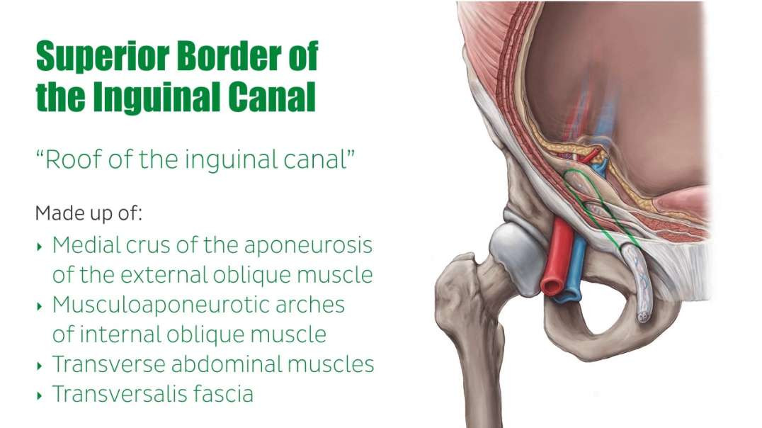 Inguinal canal