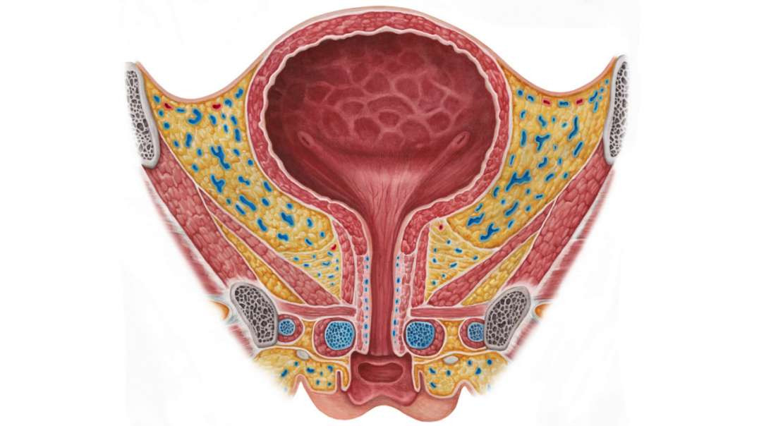 Female urinary bladde