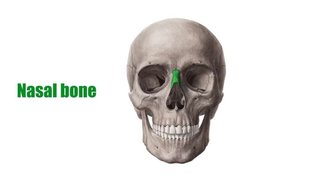 Nasal bone