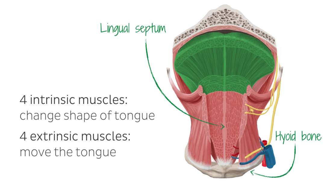 Muscles of the tongue