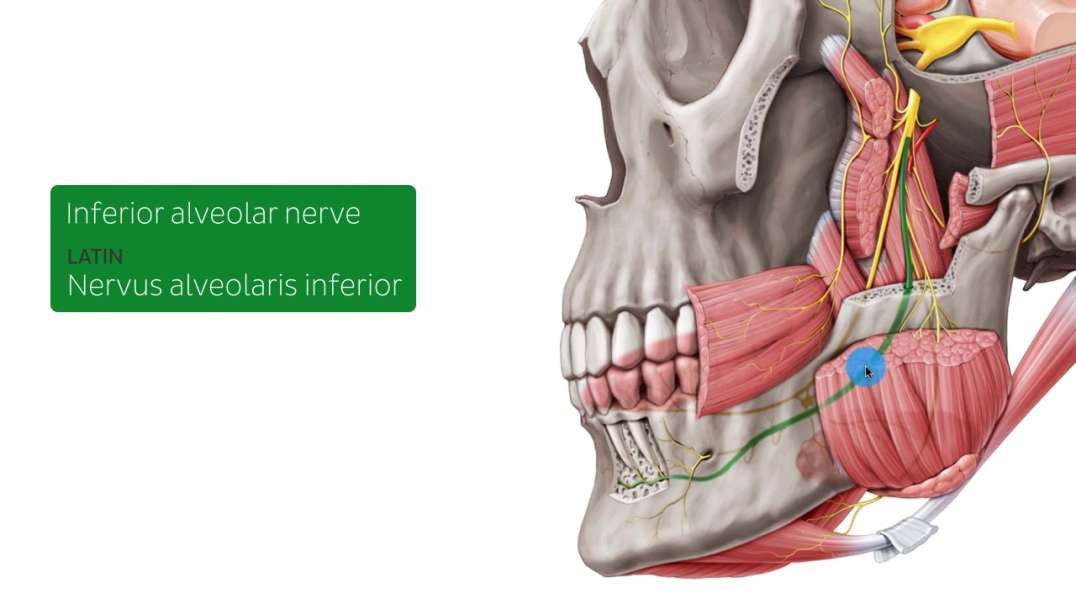 Mandibular nerve