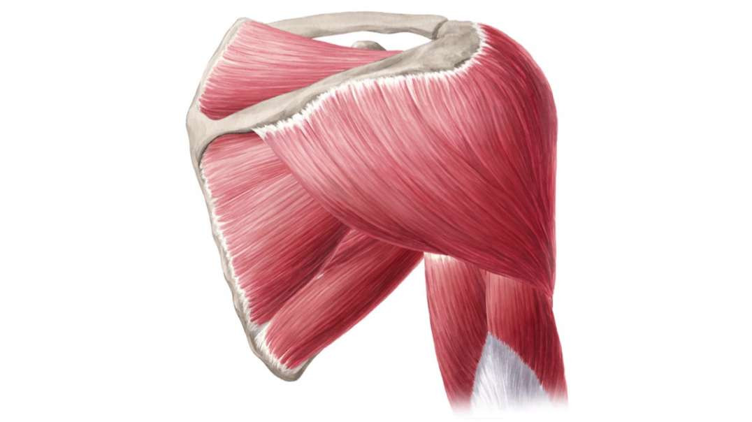 Functions of the shoulder muscles