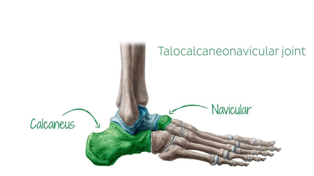 Talus Kenhub-Talus from