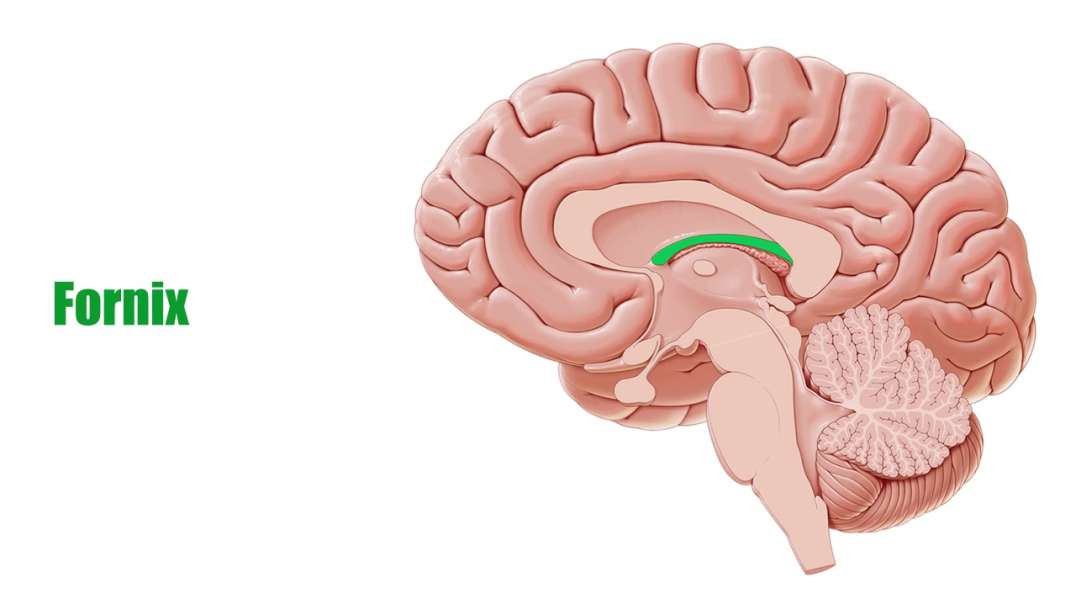 Fornix