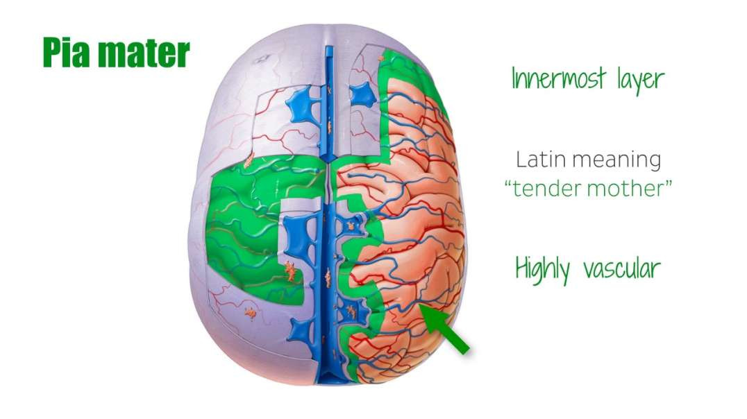 Pia mater