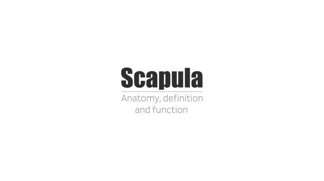 Scapula