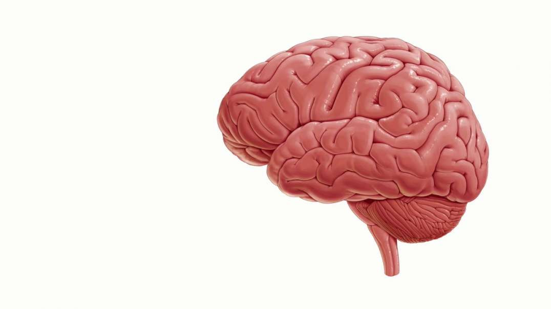 Introduction to the brain