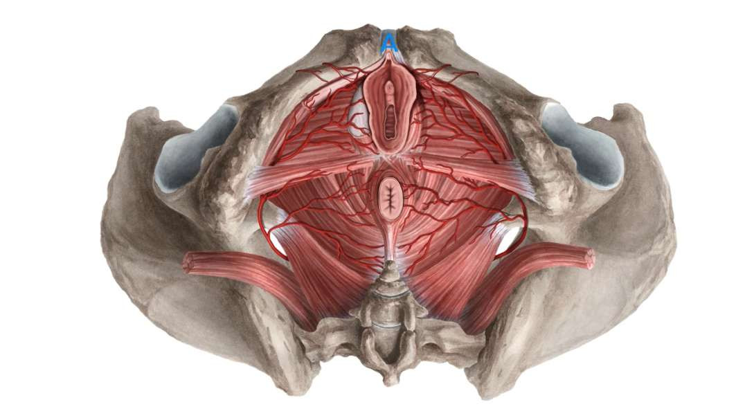 Neurovasculature of the female perineum