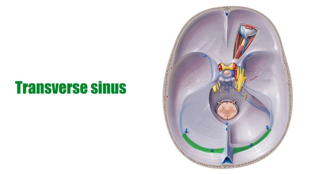 Transverse sinus