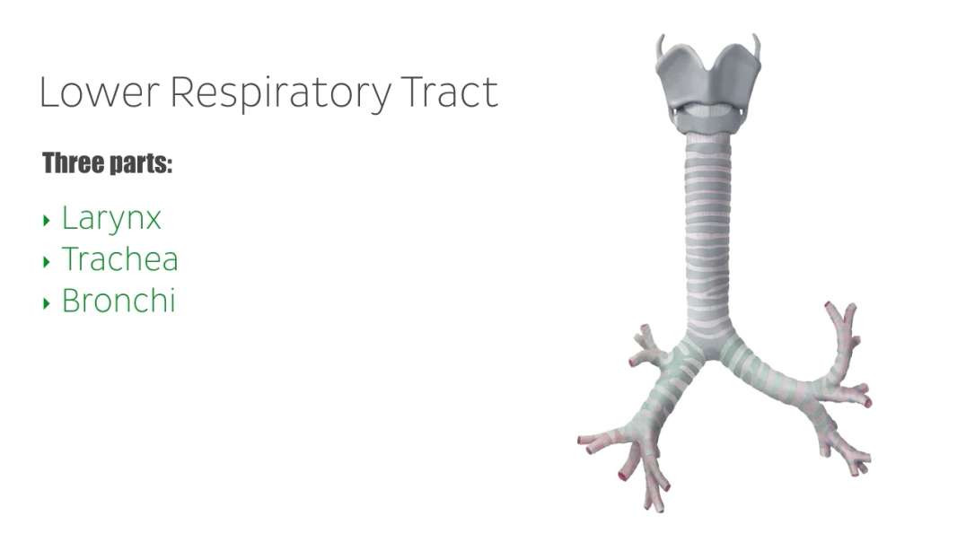 Trachea