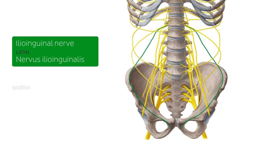 Ilioinguinal nerve