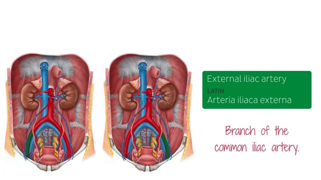 Blood vessels of female pelvis