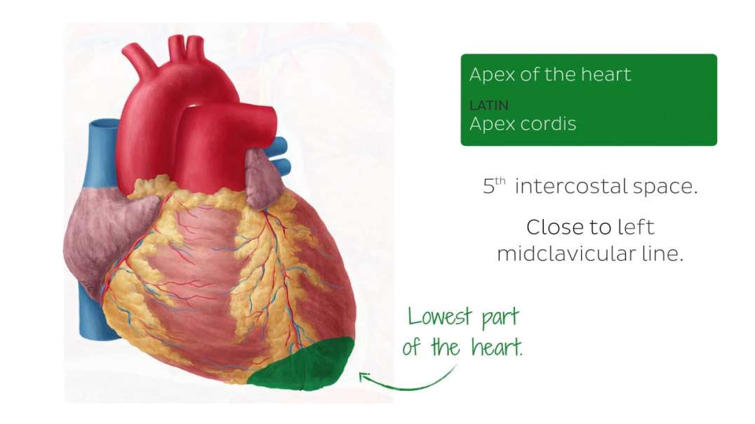 Anterior view of the heart