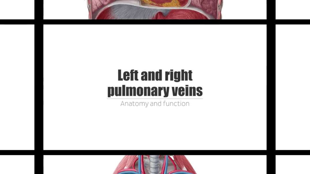 Left and Right Pulmonary Veins