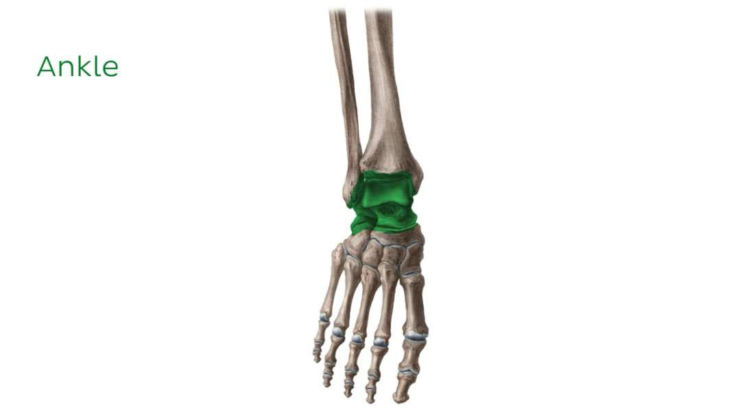 Ankle joint