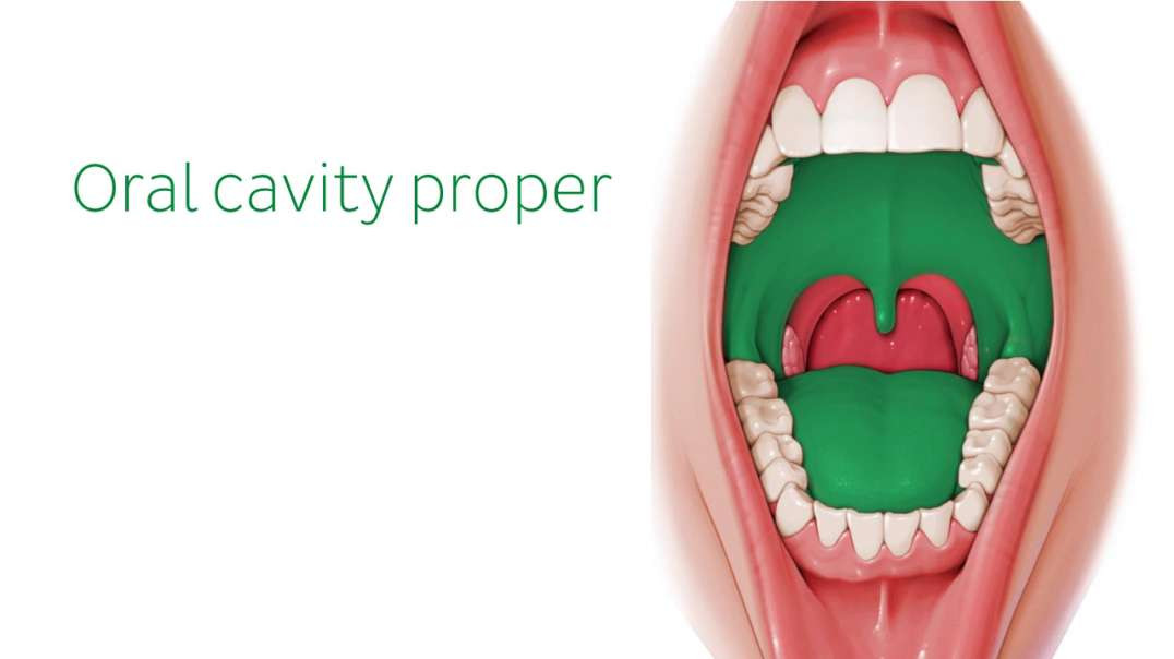 Overview of the oral cavity