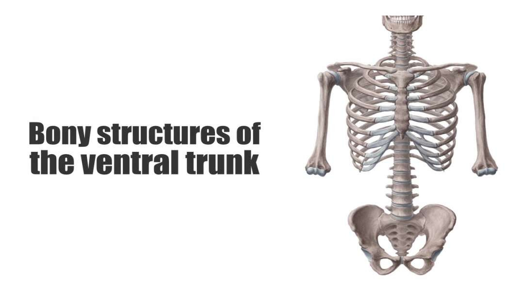 Bones of the ventral trunk