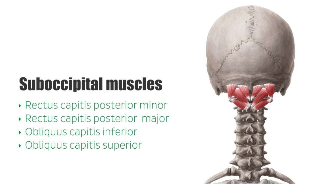 Suboccipital muscles