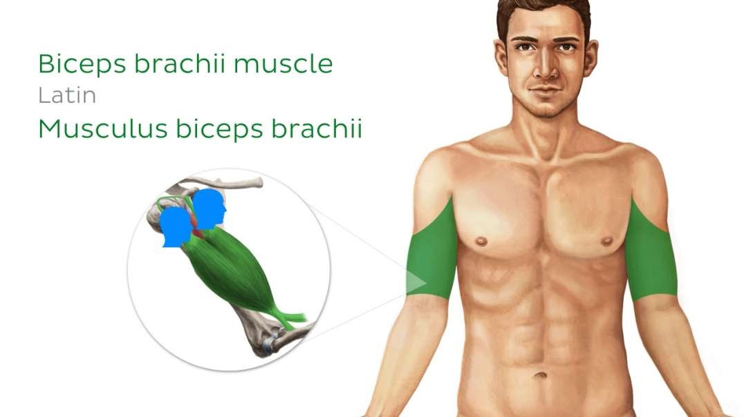 Surface anatomy of the thorax and upper limb