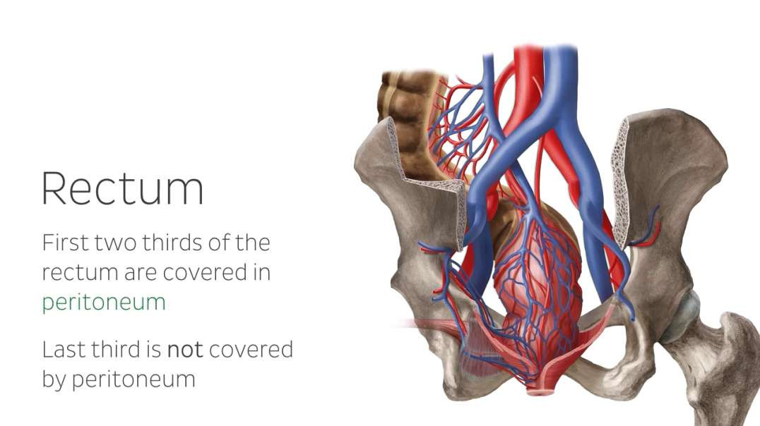 Blood vessels of the rectum
