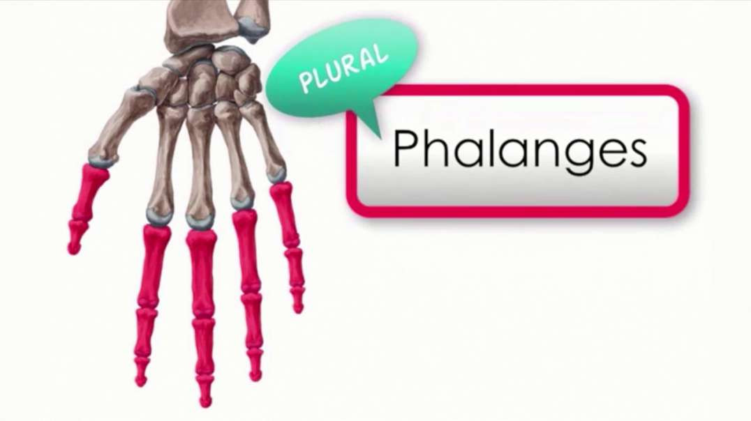 Phalanges of the Hand