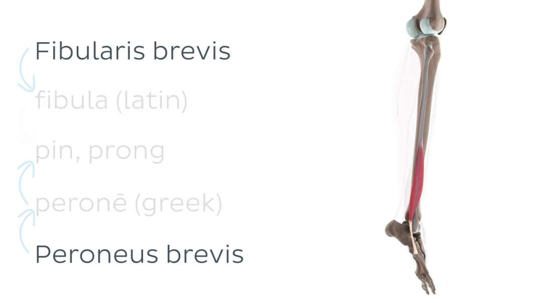 Functions of the fibularis brevis muscle