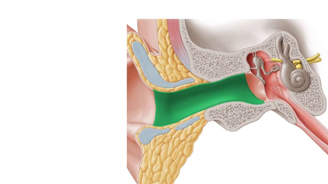 Outer ear and auditory tube