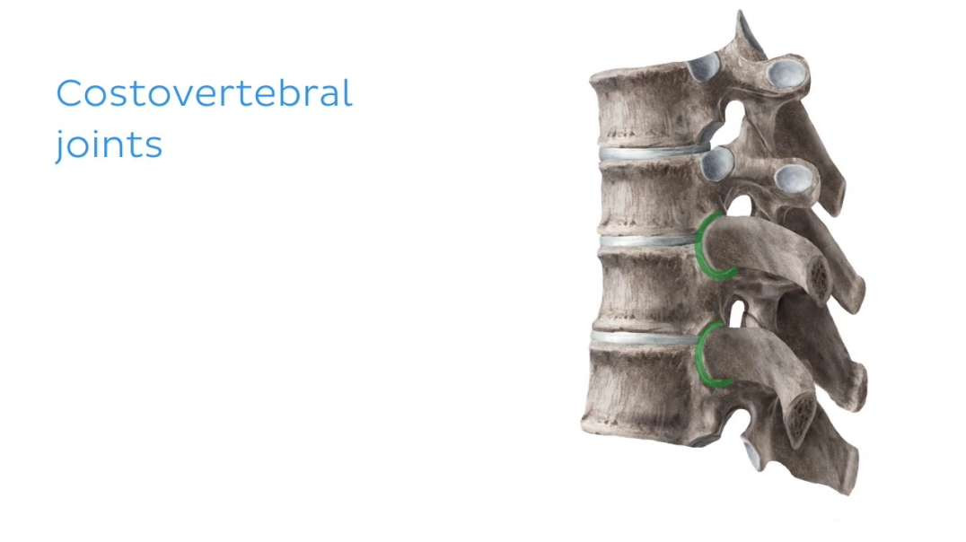 Costovertebral joints