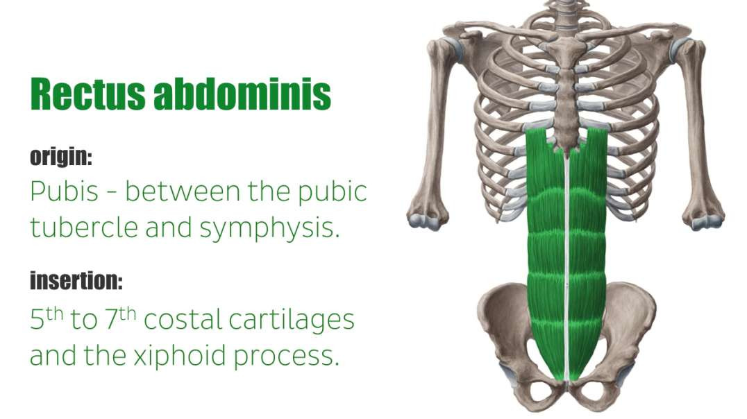Rectus abdominis muscle