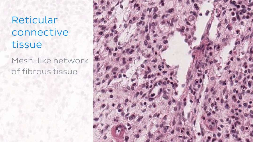 Reticular connective tissue