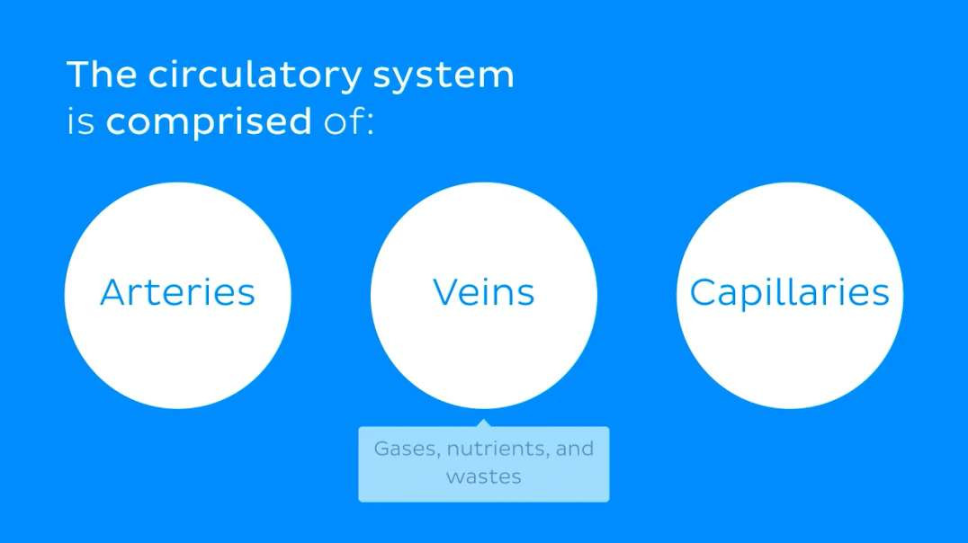 Main arteries of the trunk