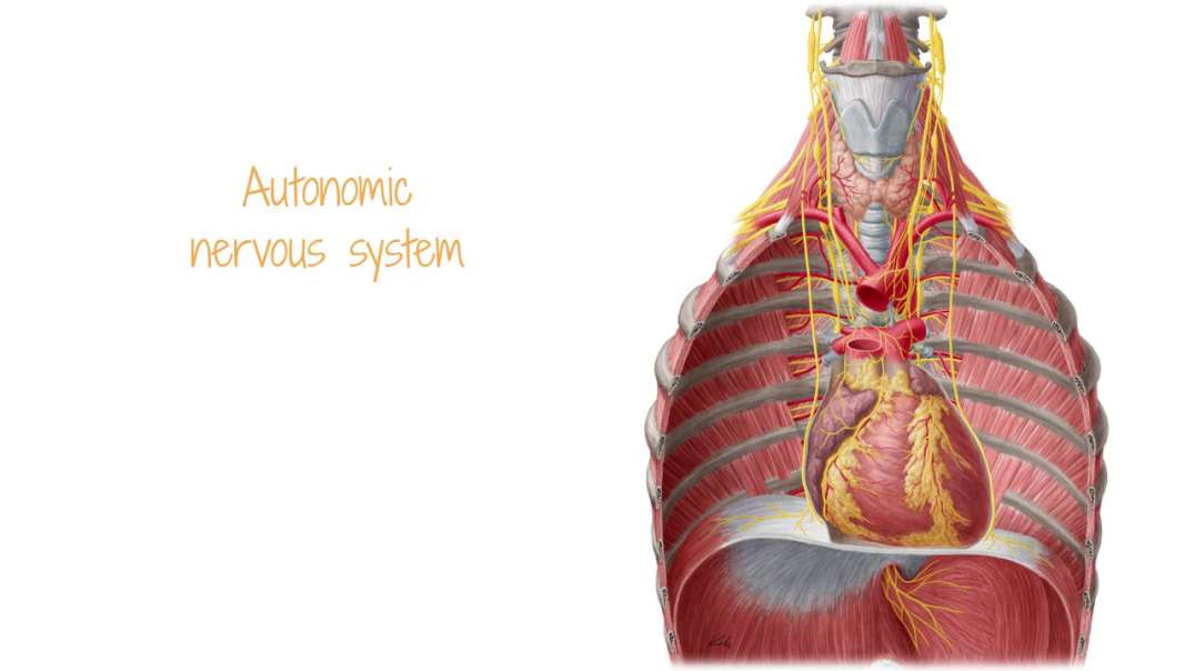 Innervation of the heart from