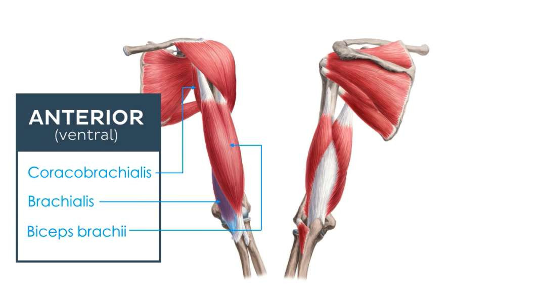 Muscles of the upper arm and shoulder