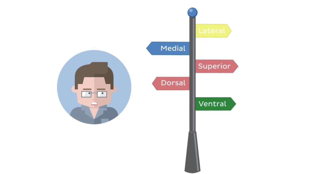 Dorsal vs Ventral Kenhub