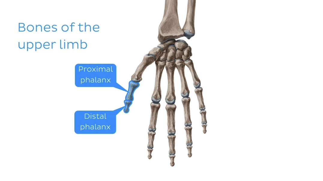 Anterior compartment forearm muscles