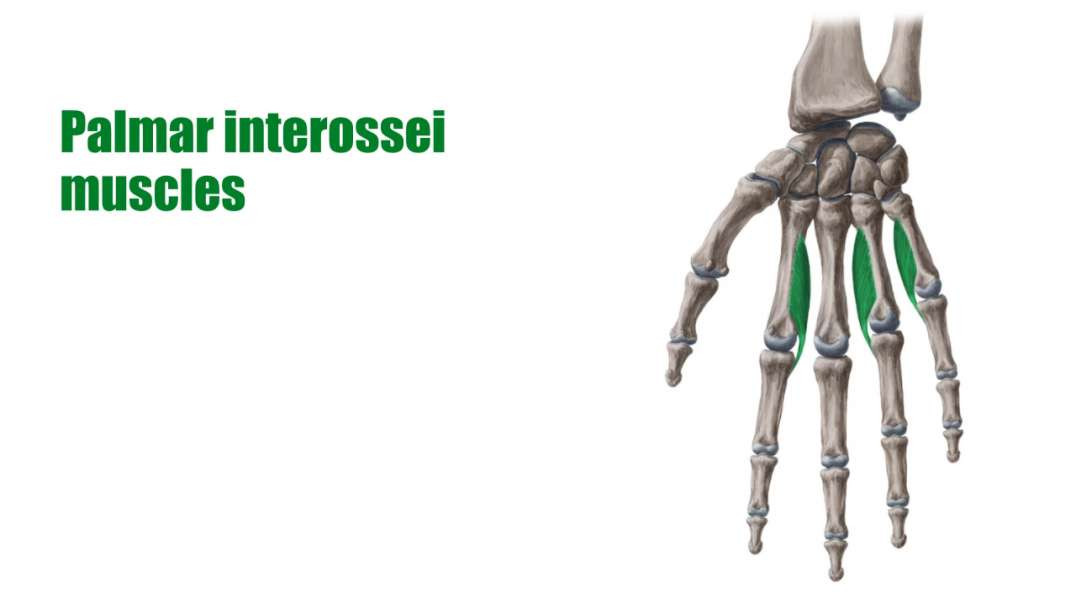 Muscles of the hand