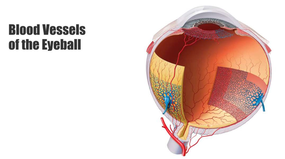 Blood vessels of the eyeball