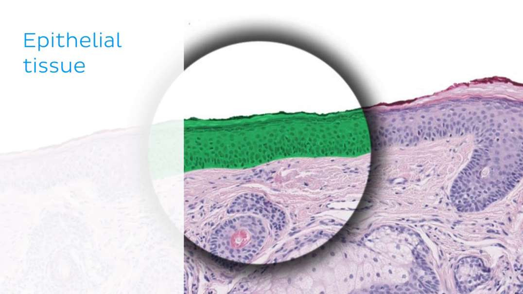 Stratified epithelium