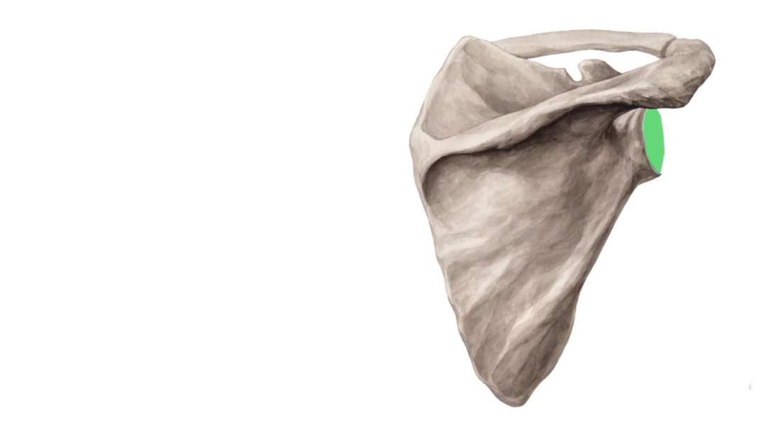 Glenohumeral joint