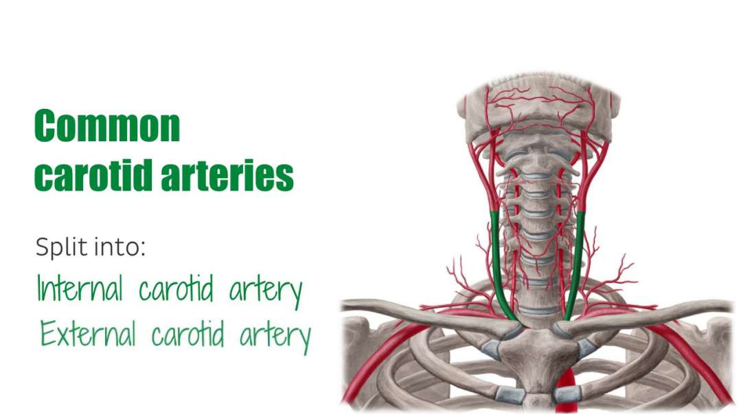 Arteries of the head and neck