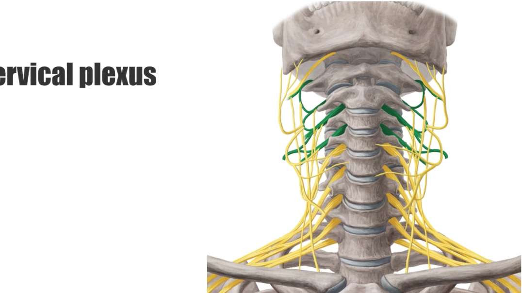 Cervical plexus