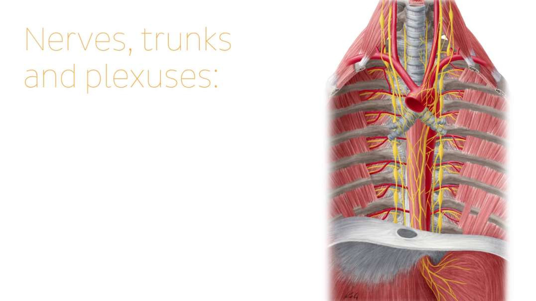 Nerves of the esophagus