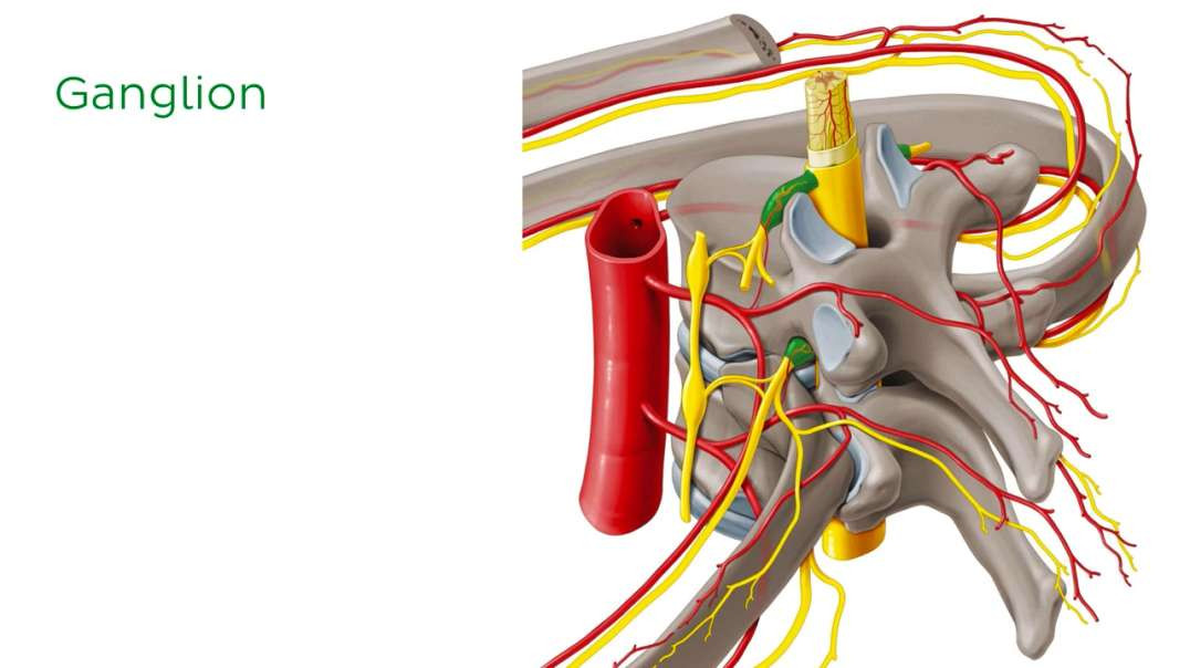 Ganglia of the nervous system
