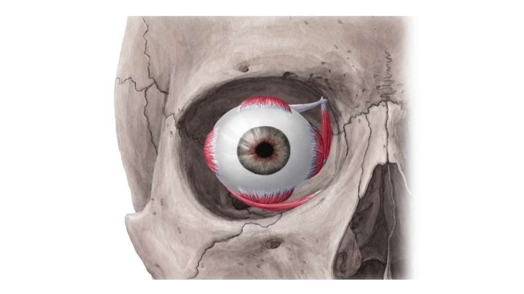 Muscles of the orbit
