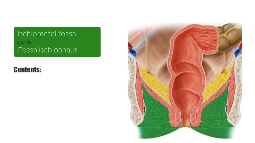 Ischiorectal fossa